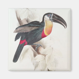 Schwefel und Weiß breasted Toucan, 19. Jahrhunder Magnet