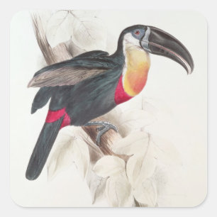 Schwefel und Weiß breasted Toucan, 19. Jahrhundert Quadratischer Aufkleber
