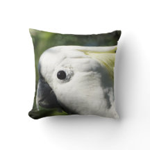 SchwefelCockatoo mit Haube