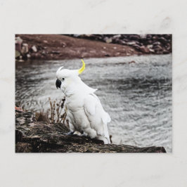 Schwefelkakadu Postkarte