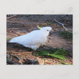 Schwefelkakadue Australische Wildtiere Vogel Postkarte