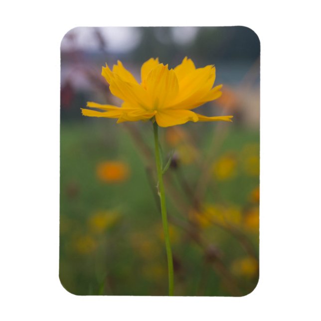 Schwefelkosmos 02 magnet (Vertikal)