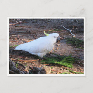 Schwefelkrahnen-Kakadu-Wildtierfotografie Postkarte