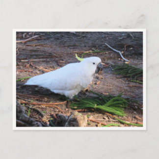 Schwefelkrahnen-Kakadu-Wildtierfotografie Postkarte