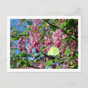 Schwefelvogel auf einem blühenden Johannisbeerbusc Postkarte