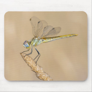 Schweiflibelle Insekt Weiblich (CC BY 4.0) Mousepad