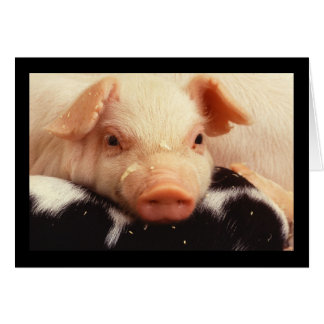 Schwein