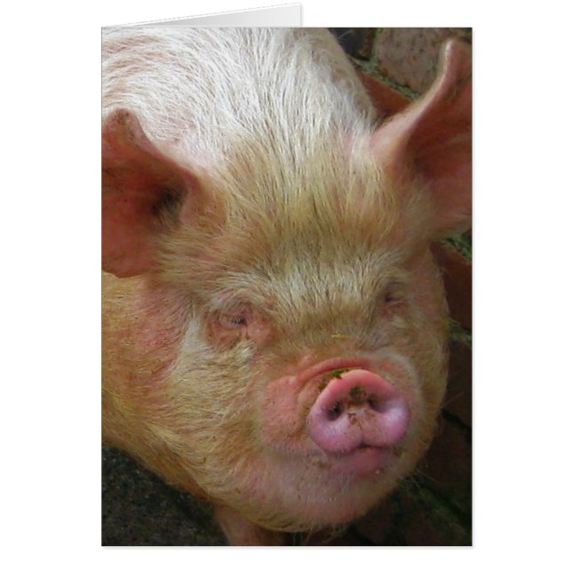 Schwein (Vorne)
