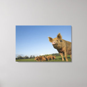 Schwein auf einem Gebiet Leinwanddruck