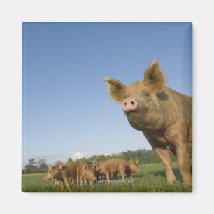 Schwein auf einem Gebiet Magnet