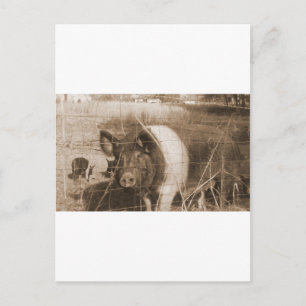 Schwein aus den 1960er Jahren Postkarte