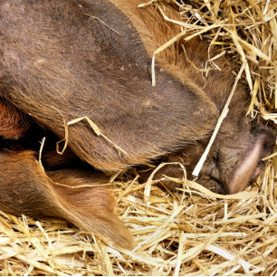 SCHWEIN BADEMATTE