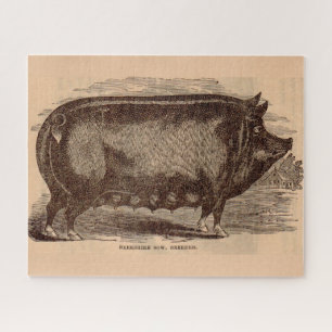 Schwein Druck Berkshire Sauen Nr. 1 aus dem 19. Ja