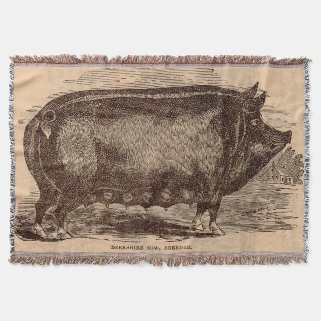 Schwein Druck Berkshire Sauen Nr. 1 aus dem 19. Ja Decke (Vorderseite)