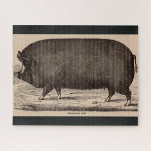 Schwein Druck Berkshire Sauen Nr. 2 aus dem 19. Ja