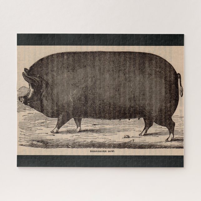 Schwein Druck Berkshire Sauen Nr. 2 aus dem 19. Ja (Horizontal)