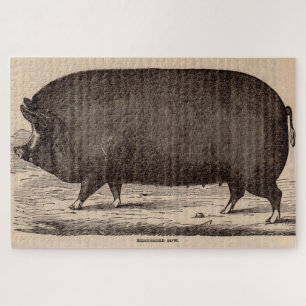 Schwein Druck Berkshire Sauen Nr. 2 aus dem 19. Ja