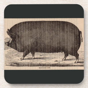 Schwein Druck Berkshire Sauen Nr. 2 aus dem 19. Ja Getränkeuntersetzer