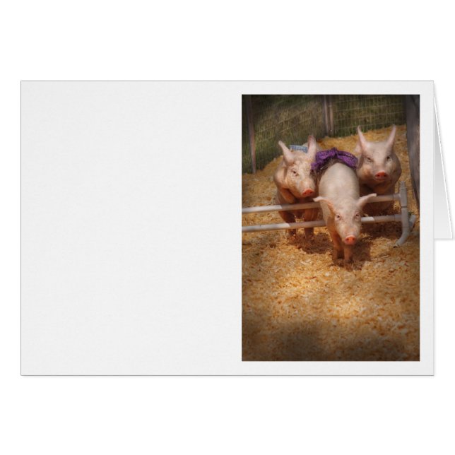 Schwein - Erhalten der letzten Hürden (Vorderseite (Horizontal))