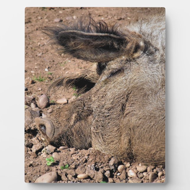 SCHWEIN FOTOPLATTE (Vorderseite)