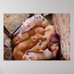 Schwein - Fünf kleine Ferkel und ein Huhn Poster