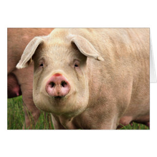 Schwein gehabt