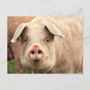 Schwein gehabt postkarte