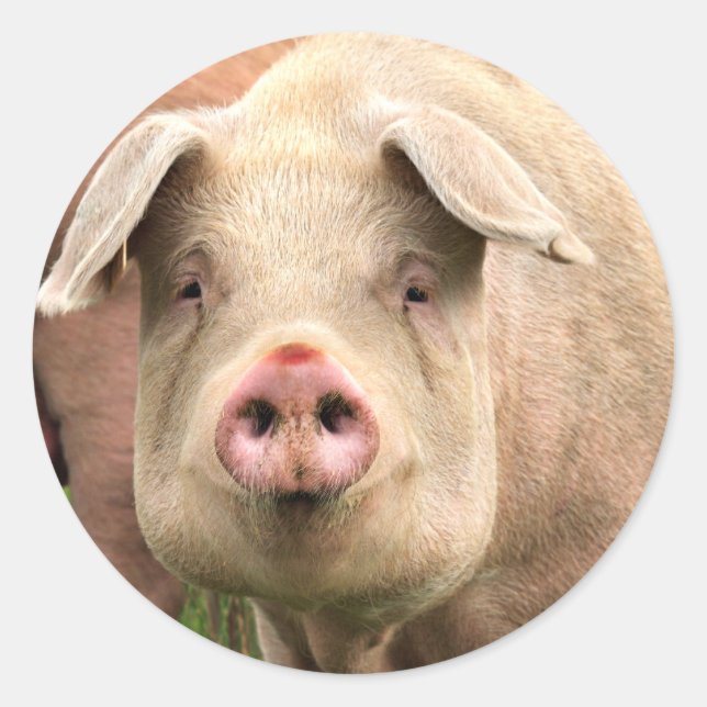 Schwein gehabt runder aufkleber (Vorderseite)
