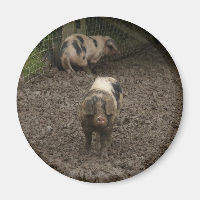 Schwein im Schlamm Magnet (Vorne)