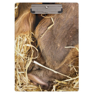 SCHWEIN KLEMMBRETT
