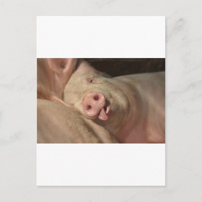 Schwein Postkarte (Vorderseite)