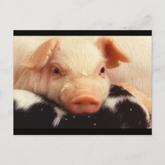 Schwein Postkarte