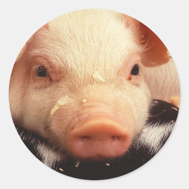 Schwein Runder Aufkleber (Vorderseite)