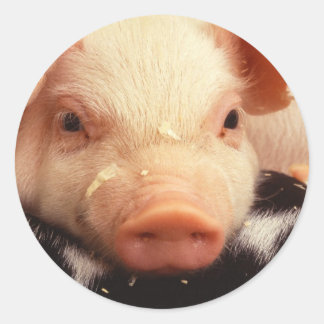 Schwein Runder Aufkleber