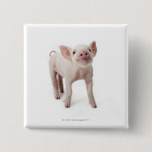 Schwein-stehendes oben schauen button