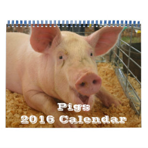 Schweine 2016 Kalender