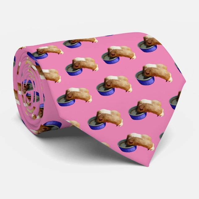 Schweine der Guinea Fawn und White Krawatte (Gerollt)