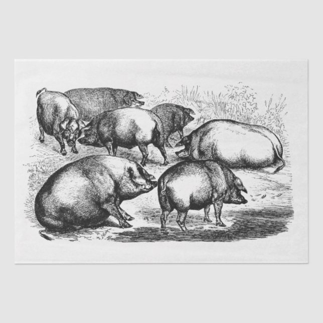 Schweine Ephemera Decoupage Vintag Farm Seidenpapier (Vorderseite)
