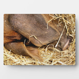 SCHWEINE FOTOPLATTE