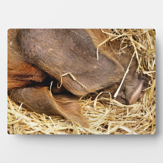 SCHWEINE FOTOPLATTE (Vorderseite)