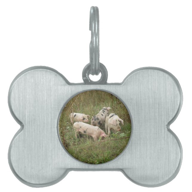 Schweine in einem Feld Tiermarke (Vorderseite)