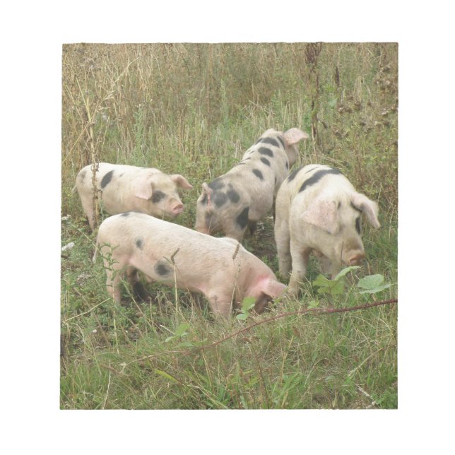 Schweine in einem FeldNotepad Notizblock (Vorderseite)