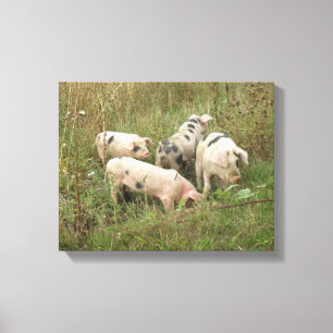 Schweine in einer Feldleinwand Leinwanddruck