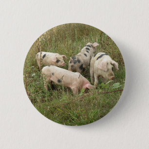 Schweine in einer Feldschaltfläche Button