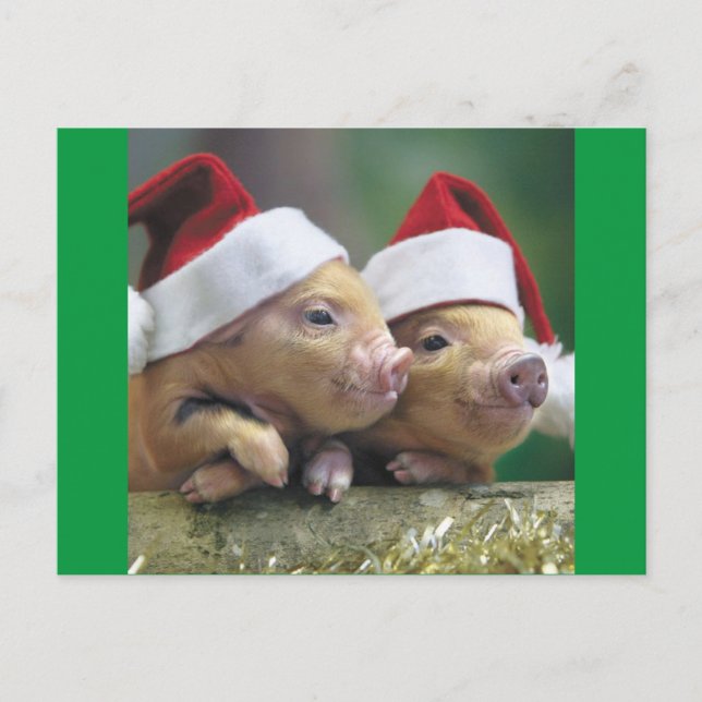 Schweine in Weihnachtsmannmütze Feiertagspostkarte (Vorderseite)