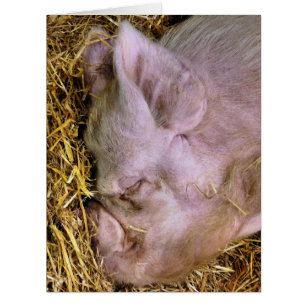 SCHWEINE KARTE