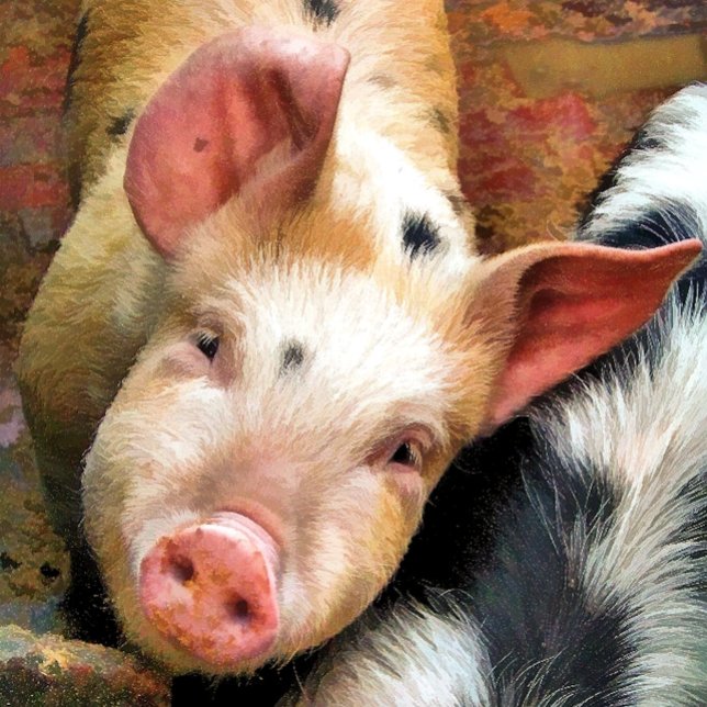 SCHWEINE KARTE (Von Creator hochgeladen)