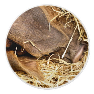 SCHWEINE KERAMIKKNAUF