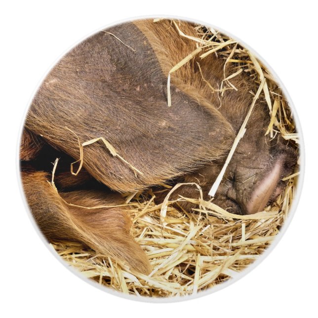SCHWEINE KERAMIKKNAUF (Vorderseite)