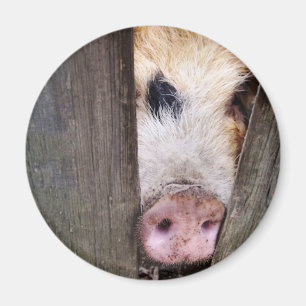 SCHWEINE MAGNET